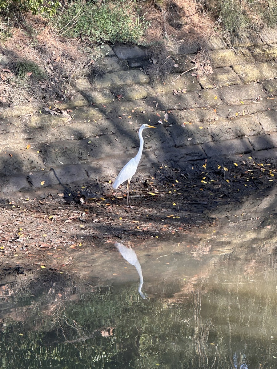 Great Egret (modesta) - ML648475981