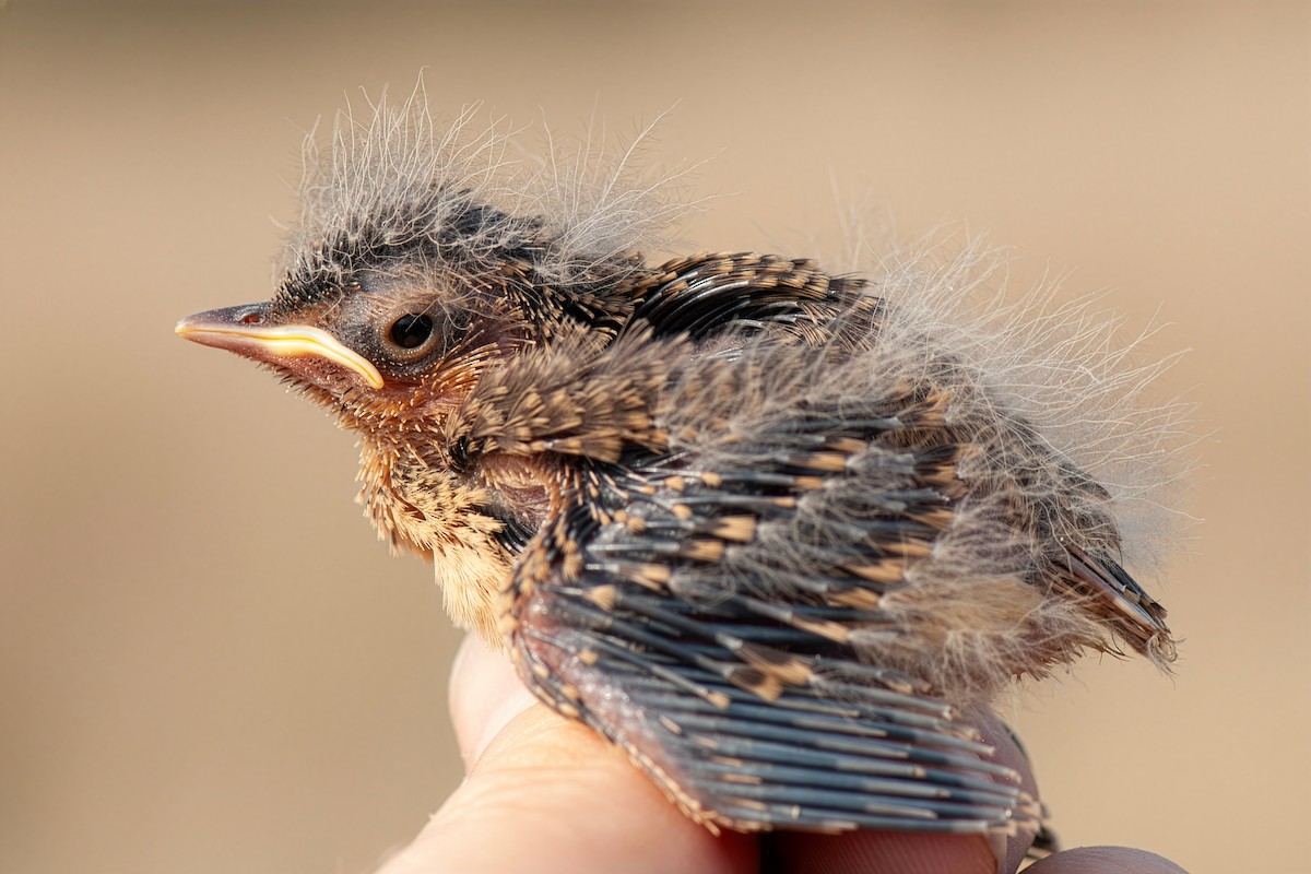 Chestnut-backed Sparrow-Lark - ML648476472