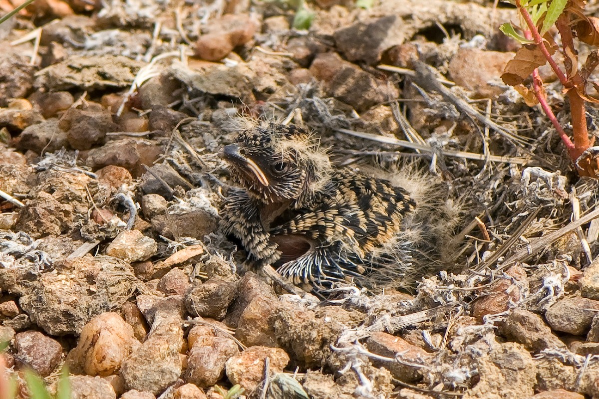 Chestnut-backed Sparrow-Lark - ML648476478