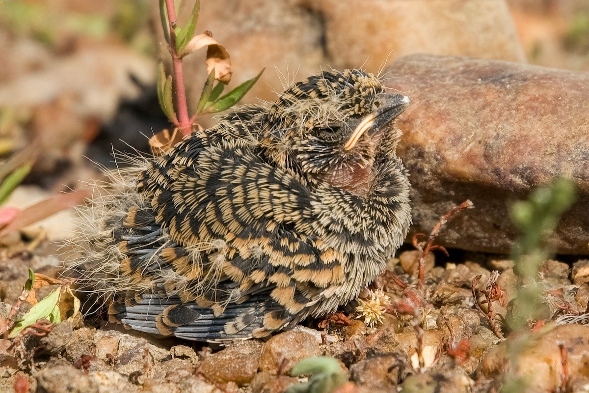 Chestnut-backed Sparrow-Lark - Derek Engelbrecht