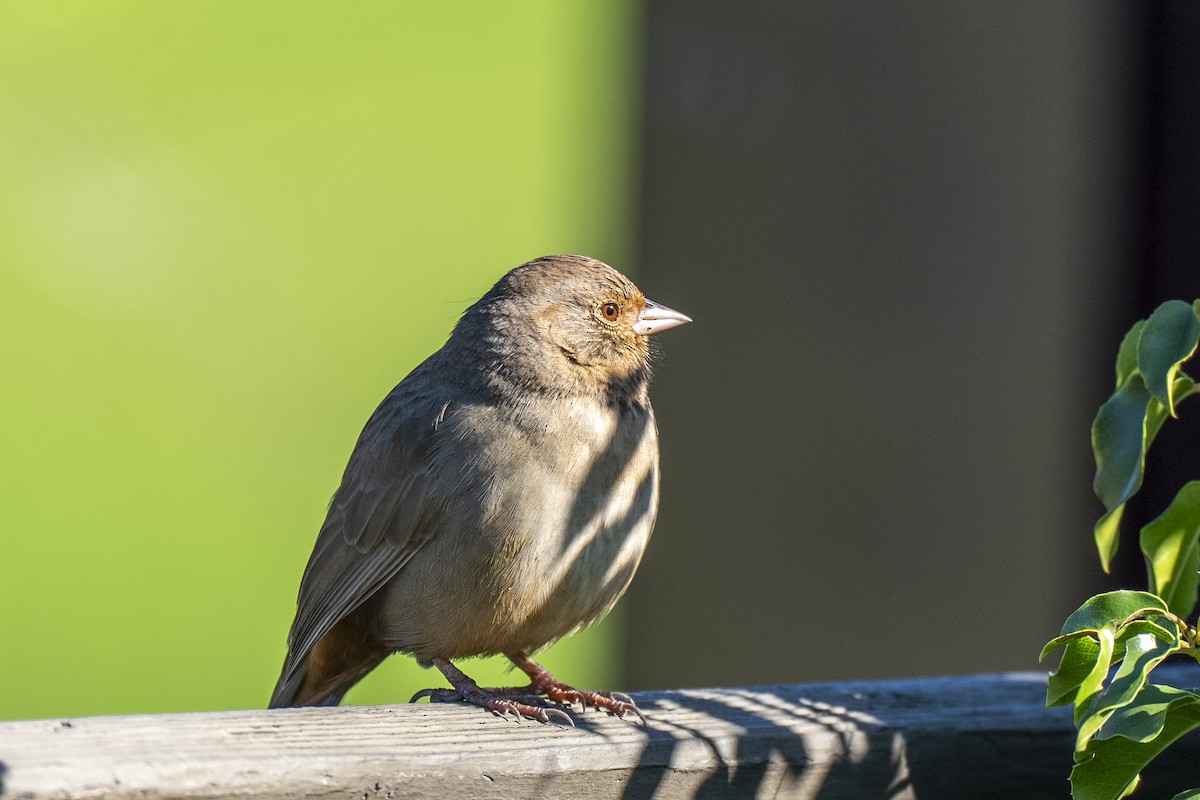 California Towhee - ML648476823