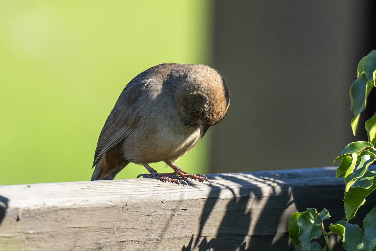 California Towhee - ML648476824