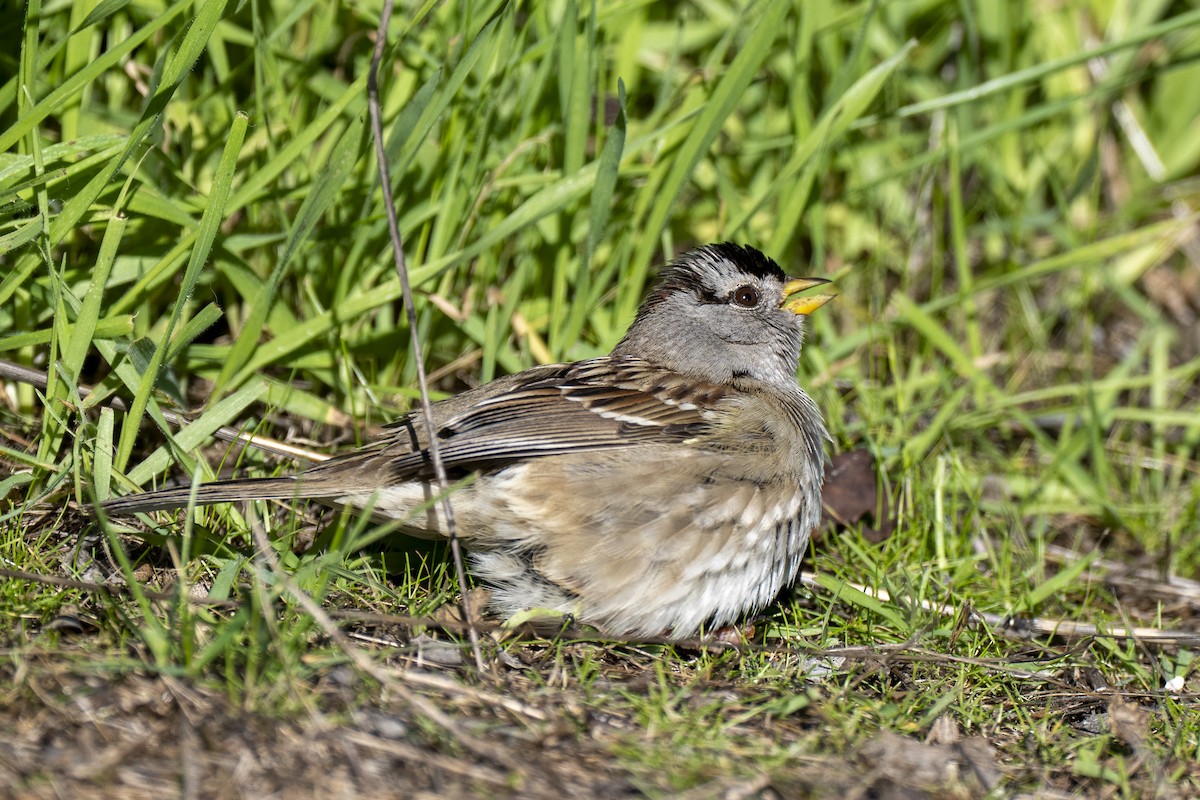 White-crowned Sparrow - ML648476828