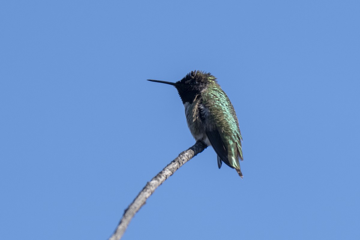 Anna's Hummingbird - ML648476829