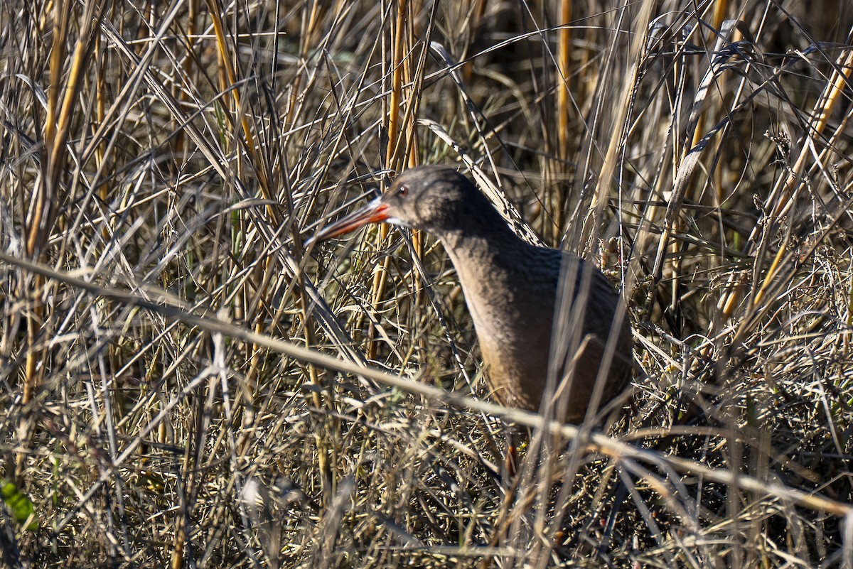 Ridgway's Rail - ML648476848