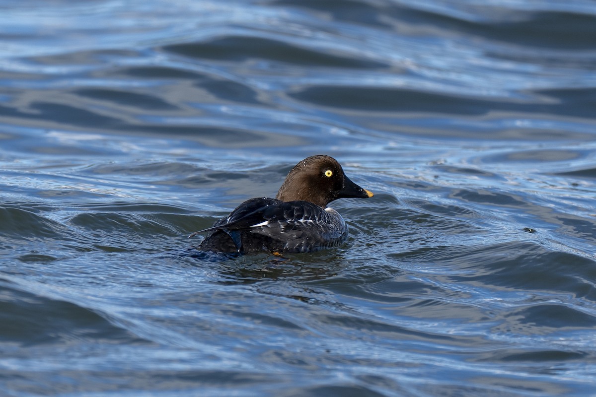 Common Goldeneye - ML648476854