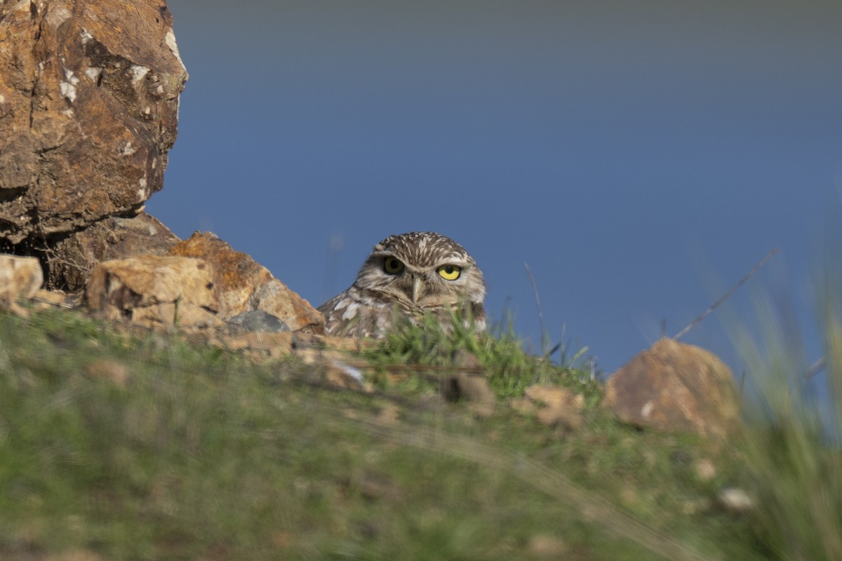Burrowing Owl - ML648476871