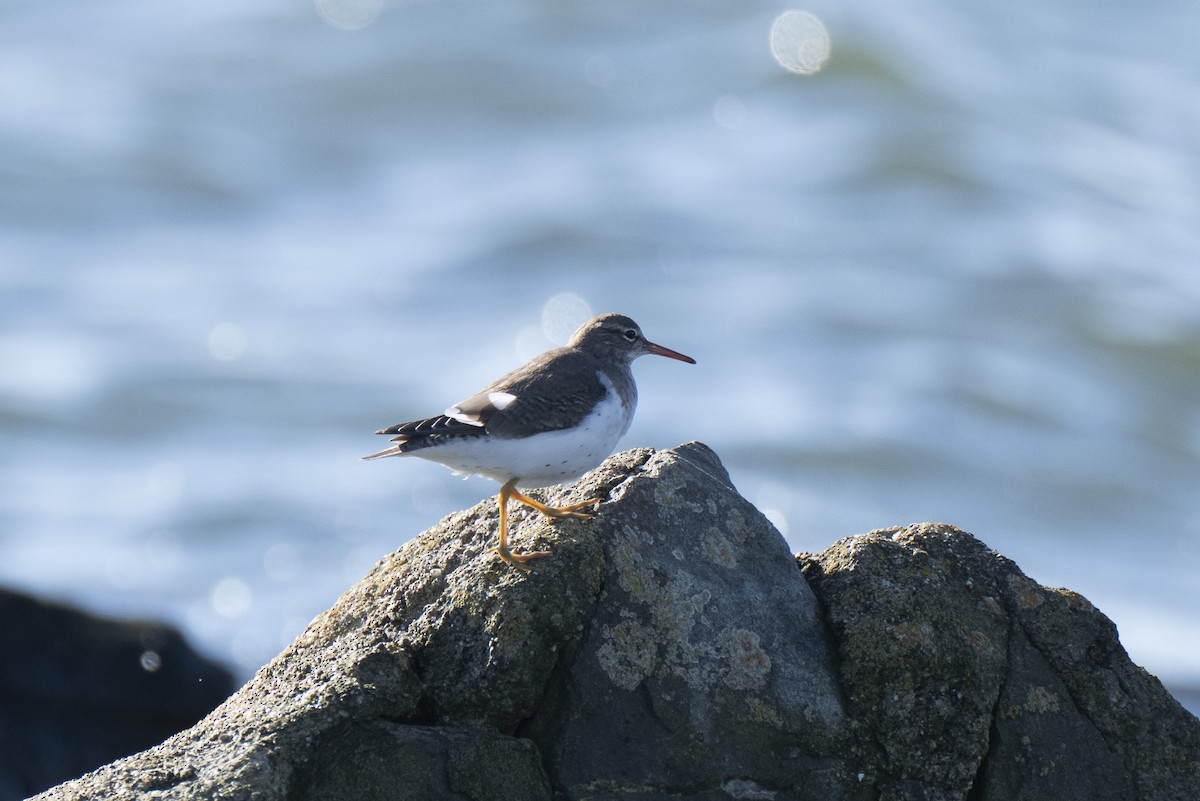 Spotted Sandpiper - ML648476880