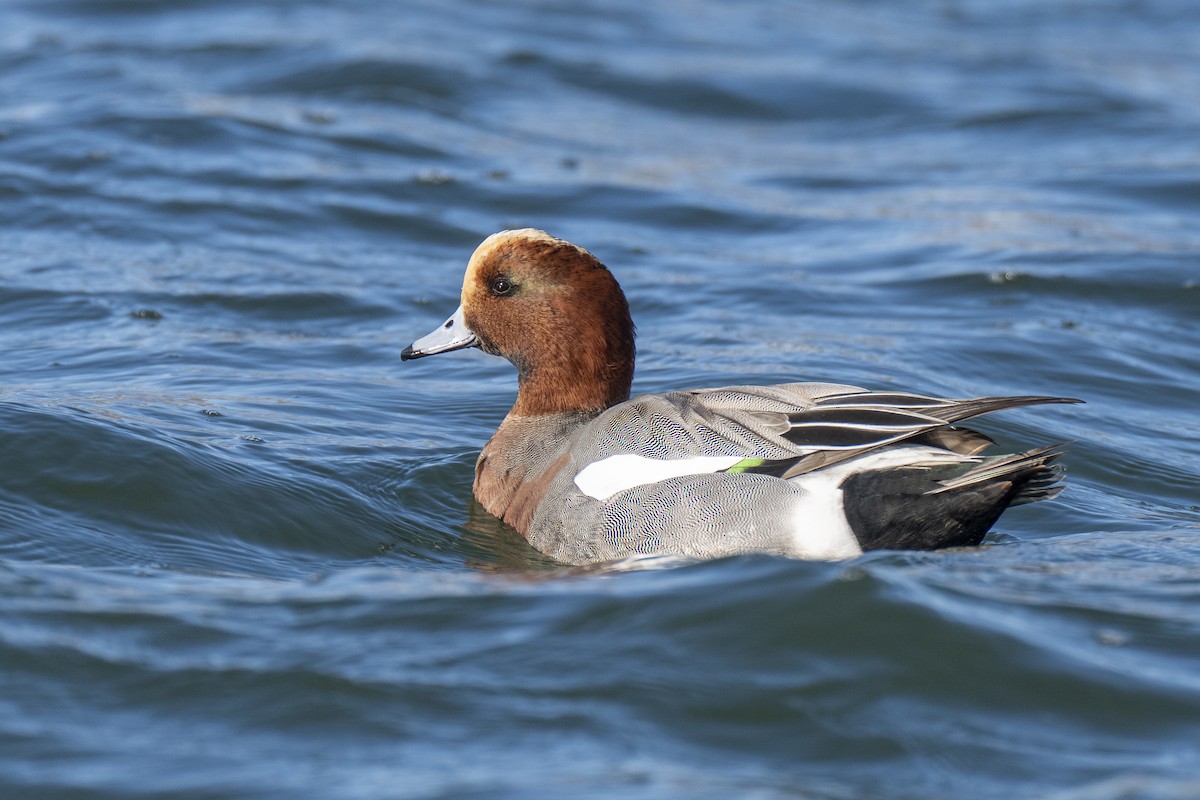 Eurasian Wigeon - ML648476883
