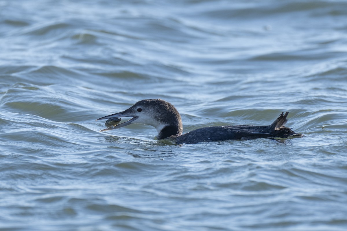 Common Loon - ML648476885
