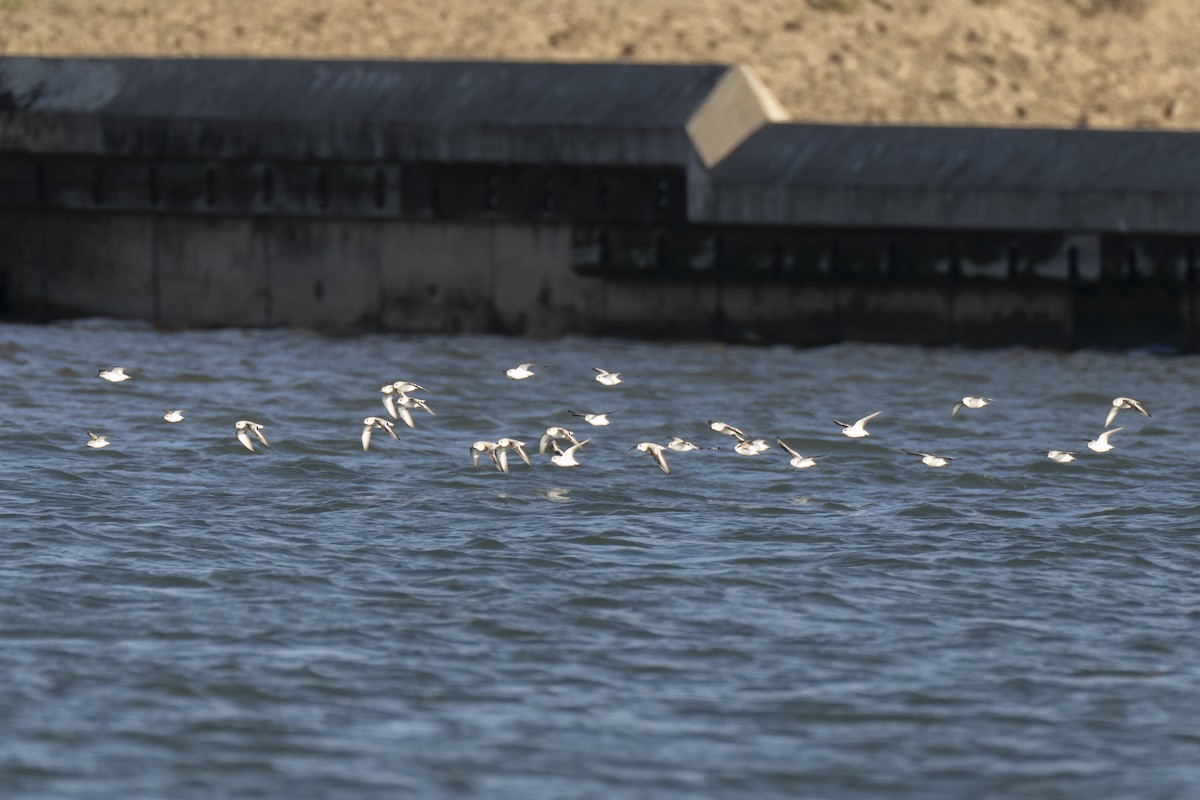 Sanderling - ML648476886