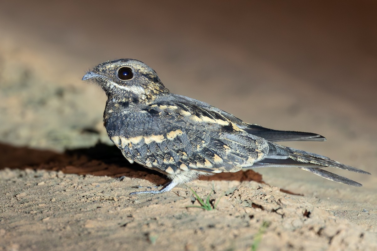 Fiery-necked Nightjar - ML648476930