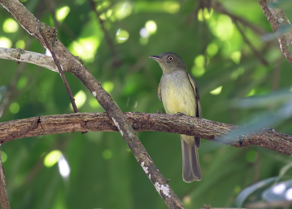 Gelbbauchpipra - ML648477216