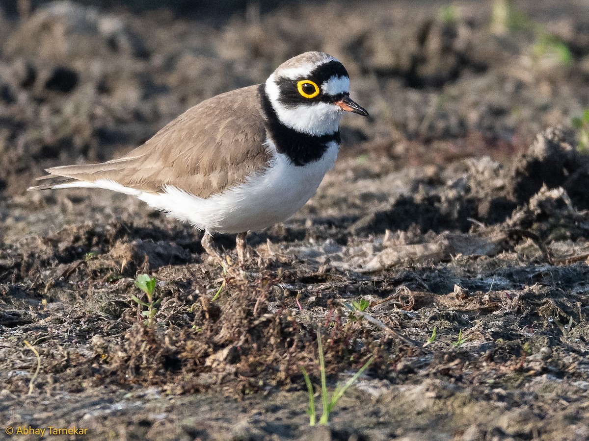 ML648477893 - Little Ringed Plover - Macaulay Library