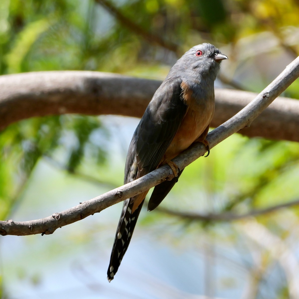ML648478474 - Plaintive Cuckoo - Macaulay Library