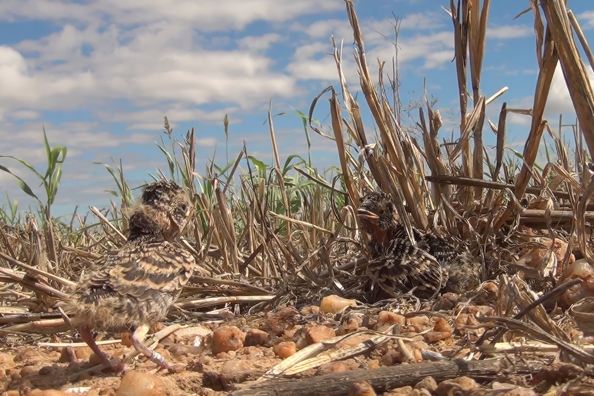 Chestnut-backed Sparrow-Lark - ML648478711
