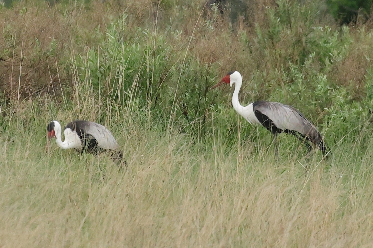 Grue caronculée - ML648479291