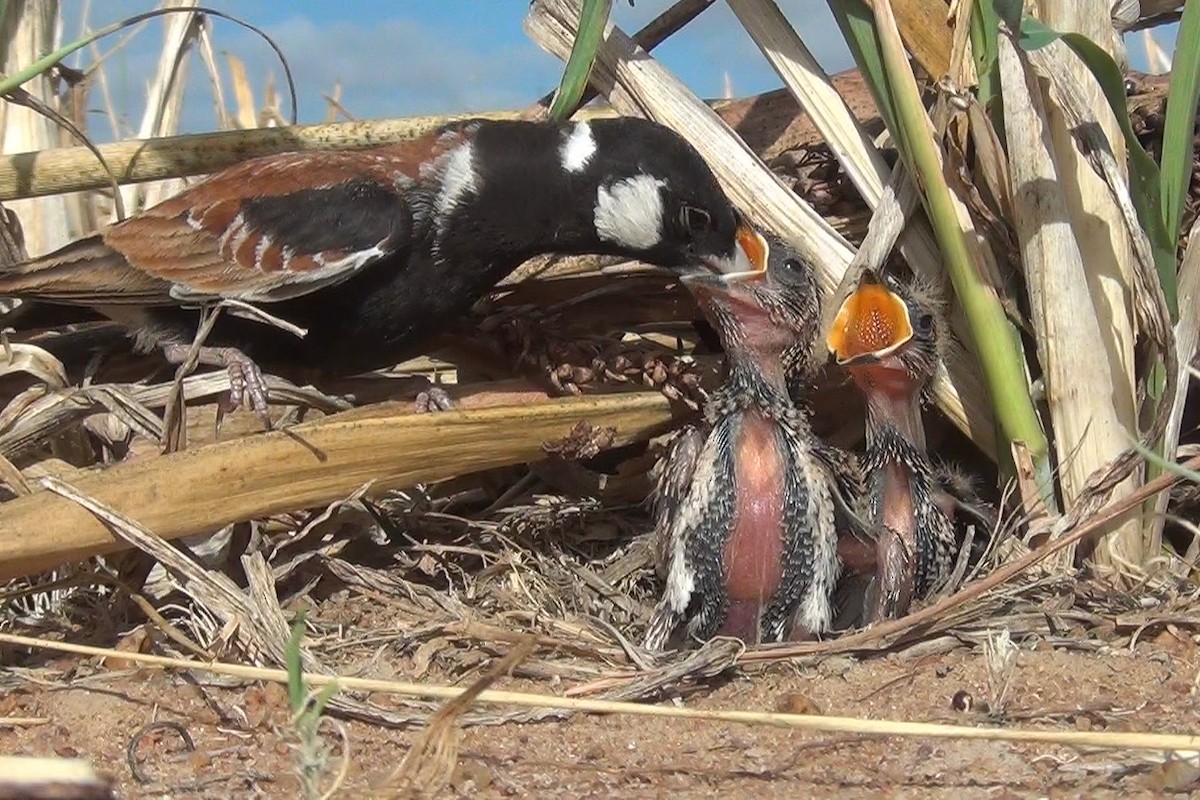 Chestnut-backed Sparrow-Lark - ML648479441