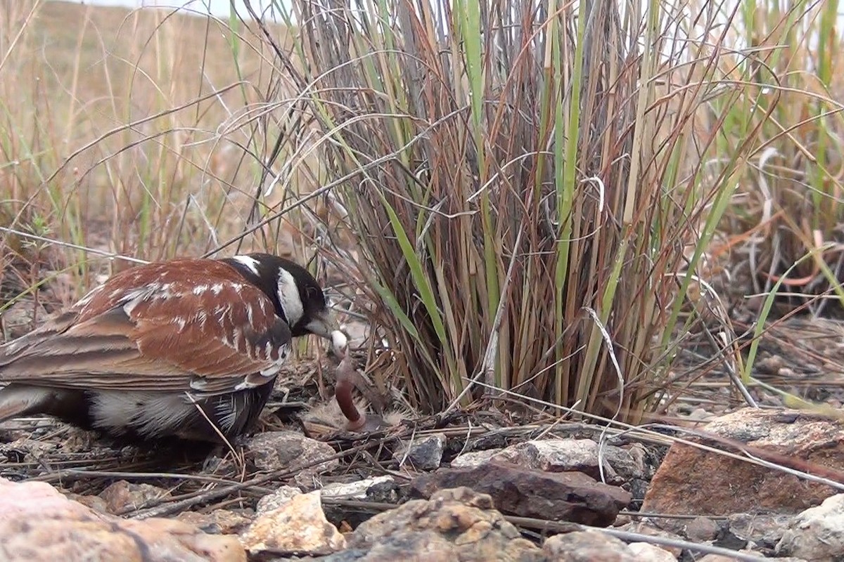 Terrera Orejiblanca - ML648479572