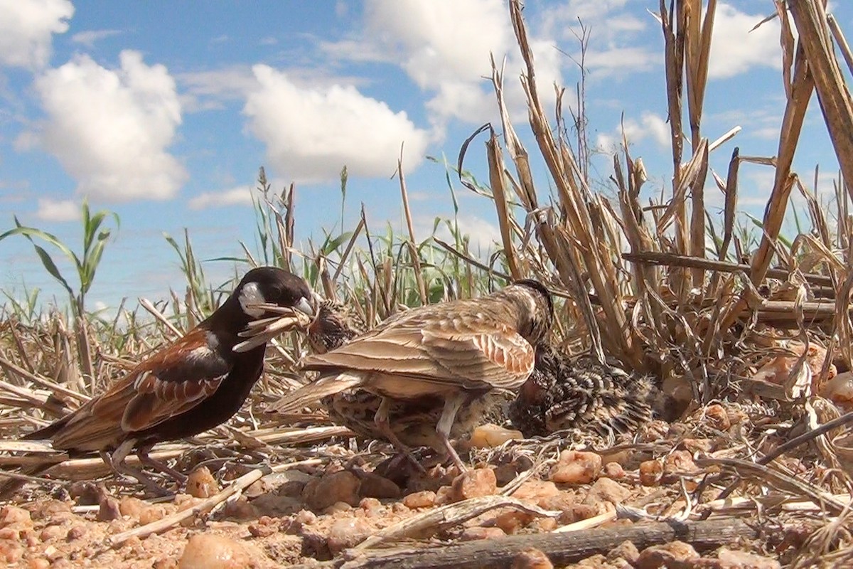 Terrera Orejiblanca - ML648479602