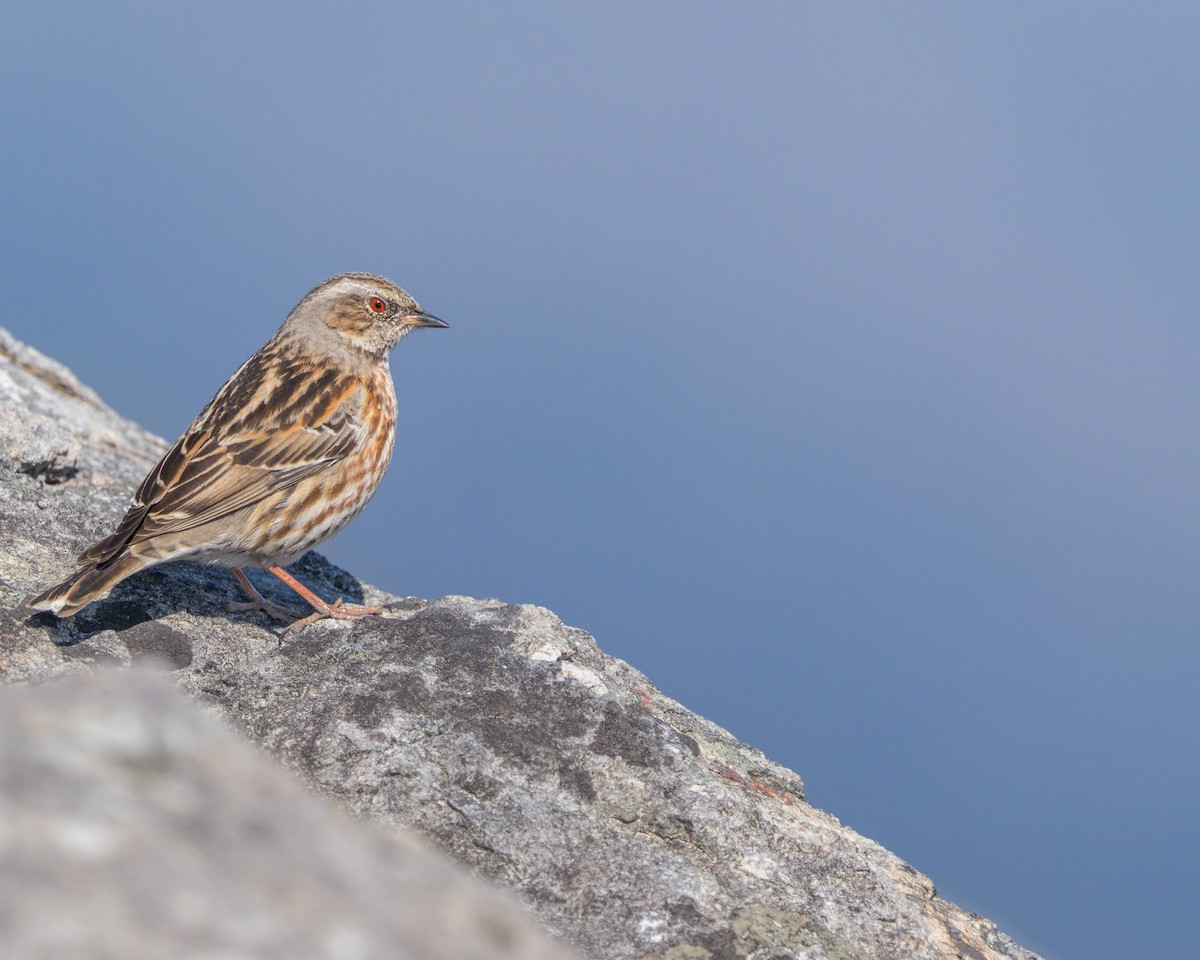 Altai Accentor - Hugo Yip