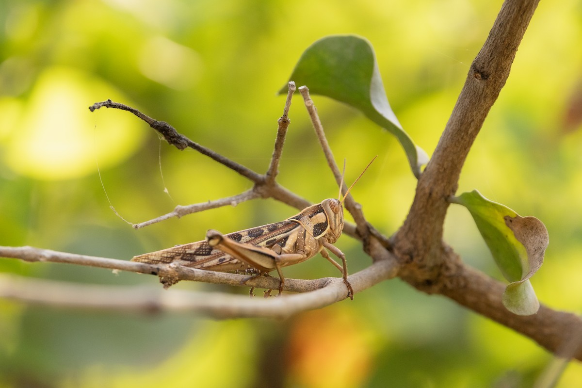 Brown‐spotted Locust - ML648480215