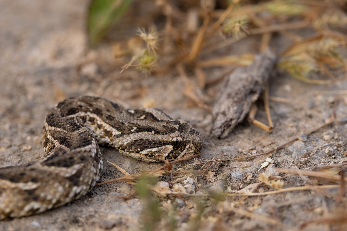 Puff Adder - ML648480231
