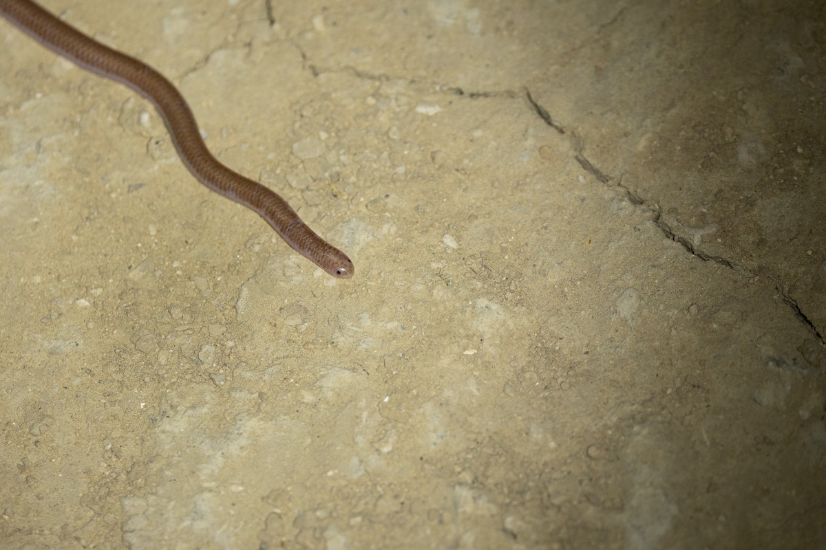 Sürüngenler - ML648480235