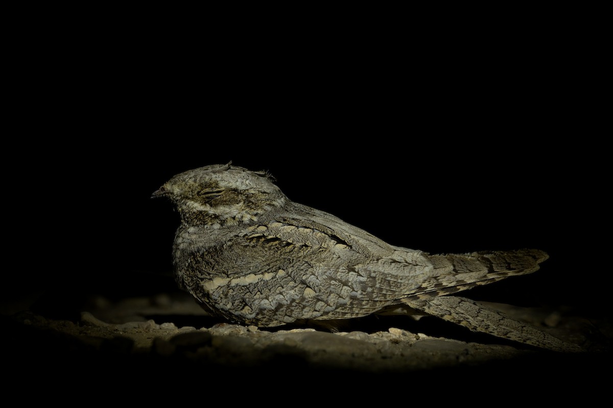 Çobanaldatan - ML648480392