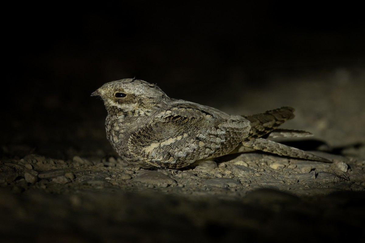 Çobanaldatan - ML648480393