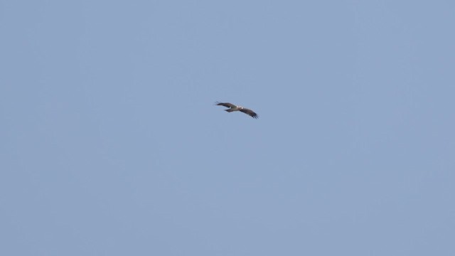 Booted Eagle - ML648480484