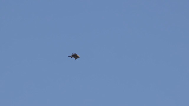 Short-toed Snake-Eagle - ML648480492