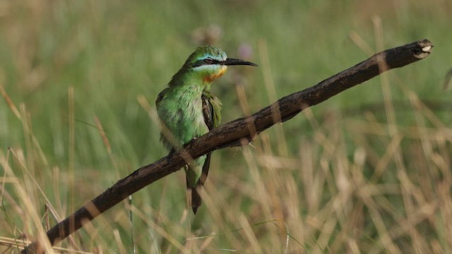 Blue-cheeked Bee-eater - ML648480495