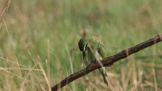 Blue-cheeked Bee-eater - ML648480497