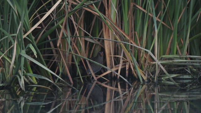 Spotted Crake - ML648480512