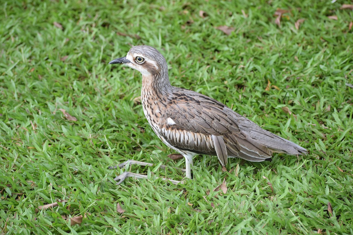 オーストラリアイシチドリ - ML648480525