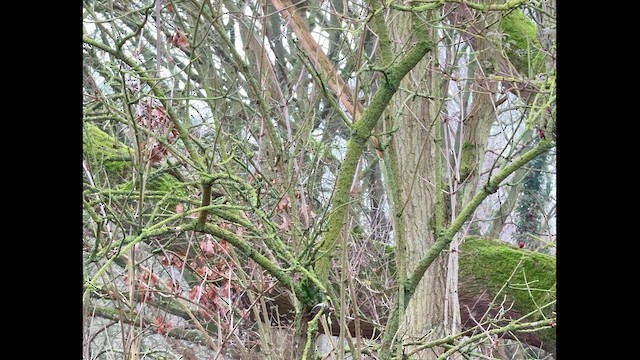 Eurasian Treecreeper - ML648481020