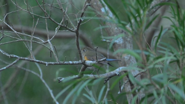 Red-flanked Bluetail - ML648481049