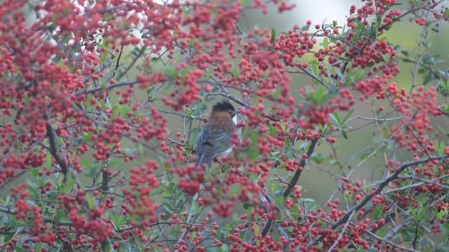 Chestnut Bulbul - ML648481052
