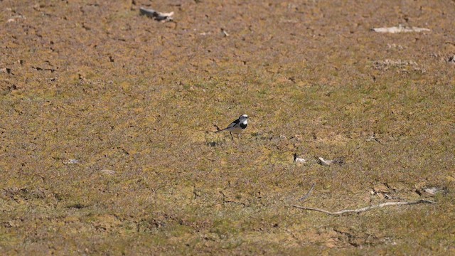 White Wagtail (Chinese) - ML648481053