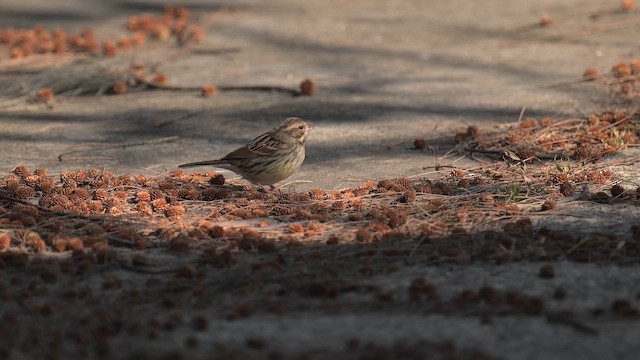 Black-faced Bunting - ML648481062