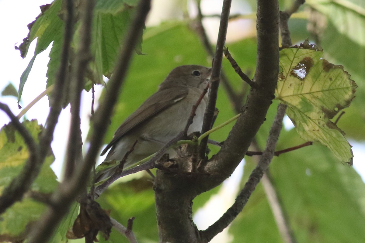 Garden Warbler - Joe Stockwell