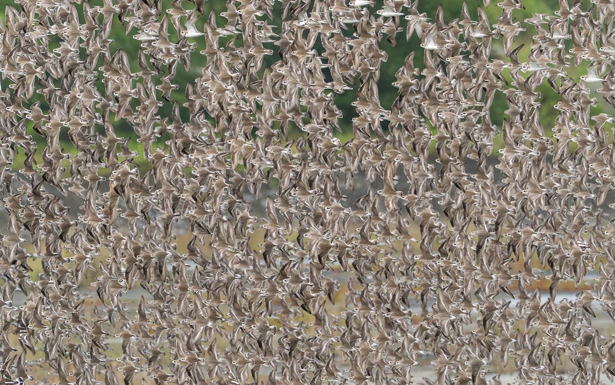 kulík menší/tibetský/větší - ML648481177