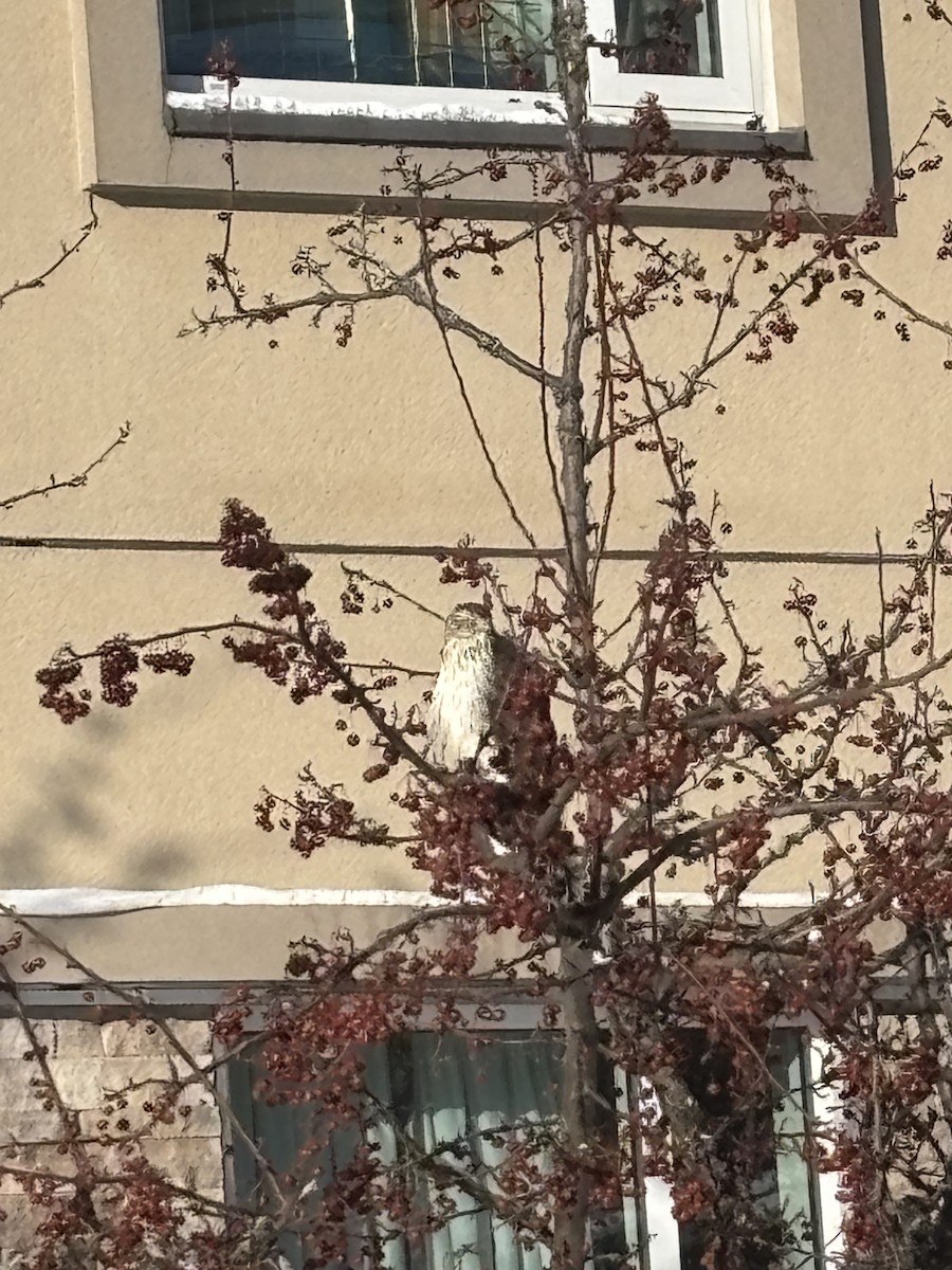 Cooper's Hawk - ML648481316
