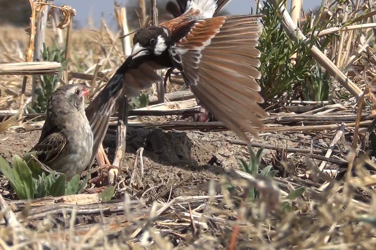 Terrera Orejiblanca - ML648481582