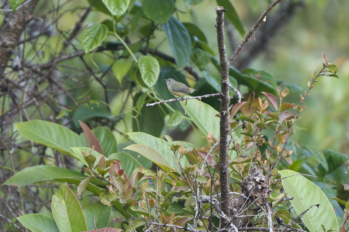 Picaflores Pechofuego - ML648481693