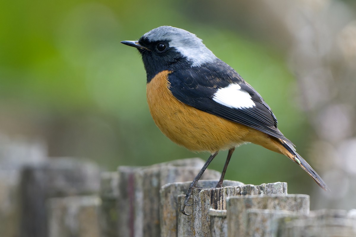 Colirrojo Dáurico - ML648481714