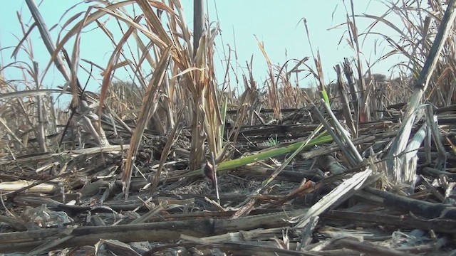 Terrera Orejiblanca - ML648482053