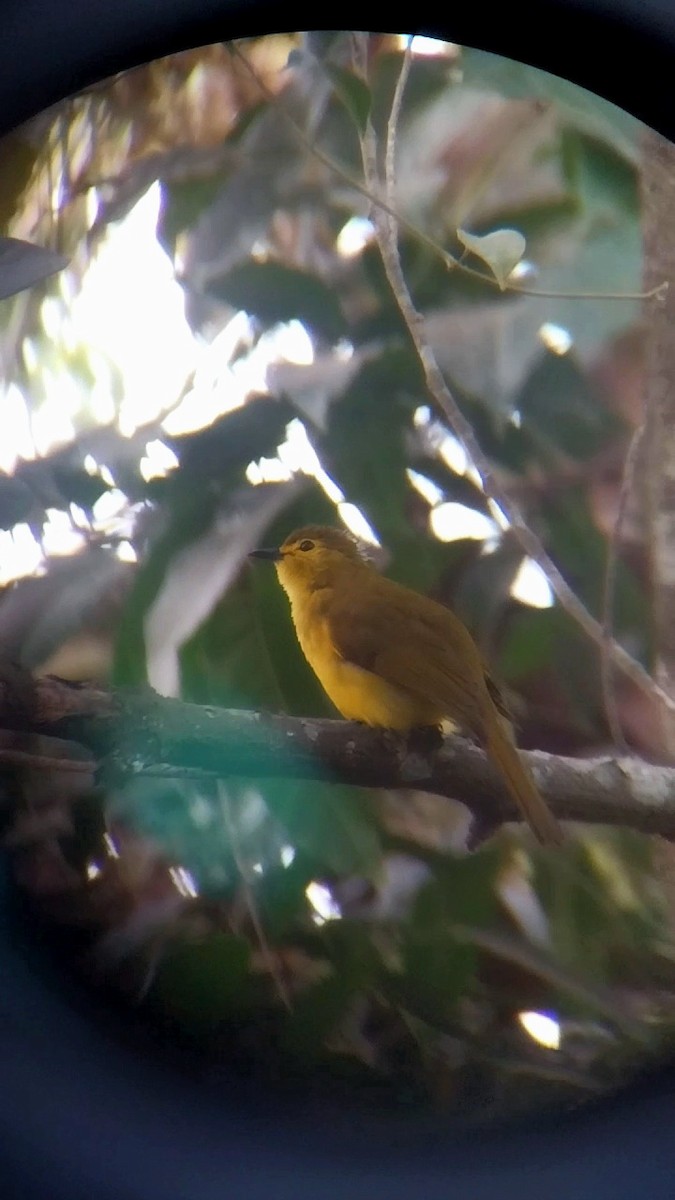 Yellow-browed Bulbul - ML648482188