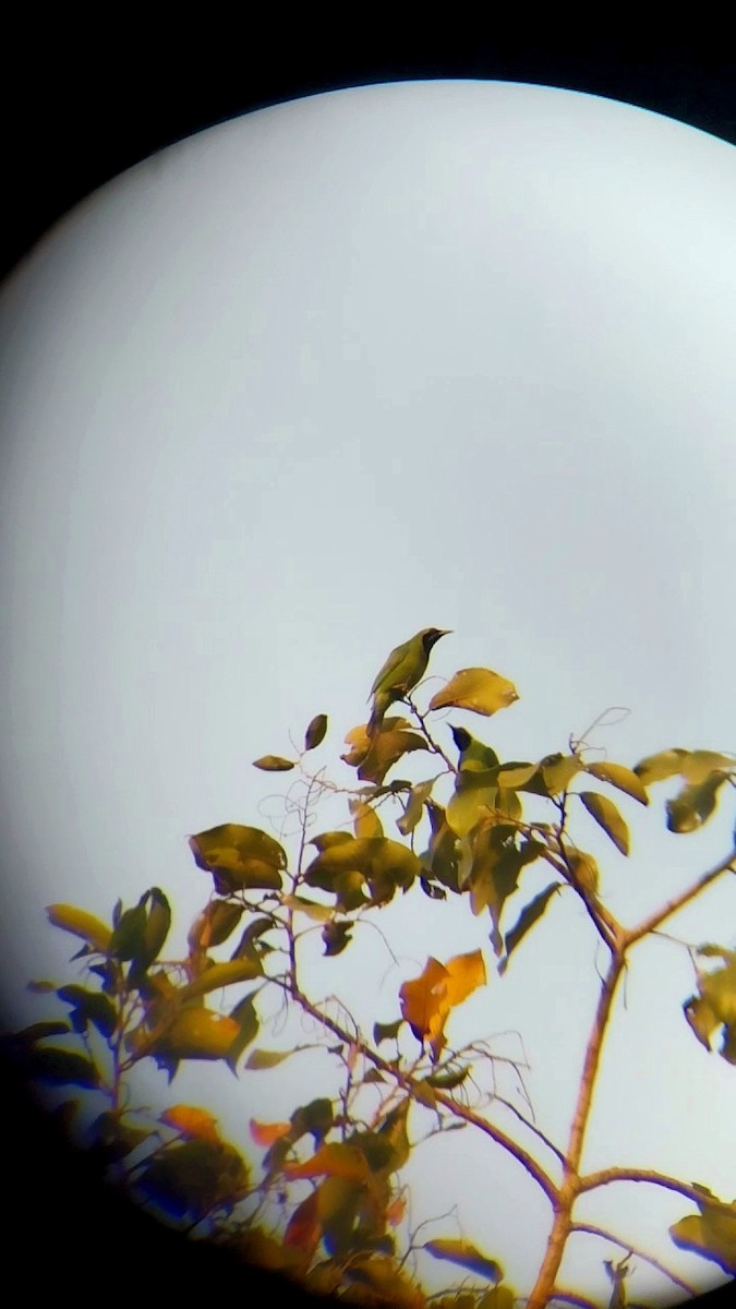 Golden-fronted Leafbird - ML648482220